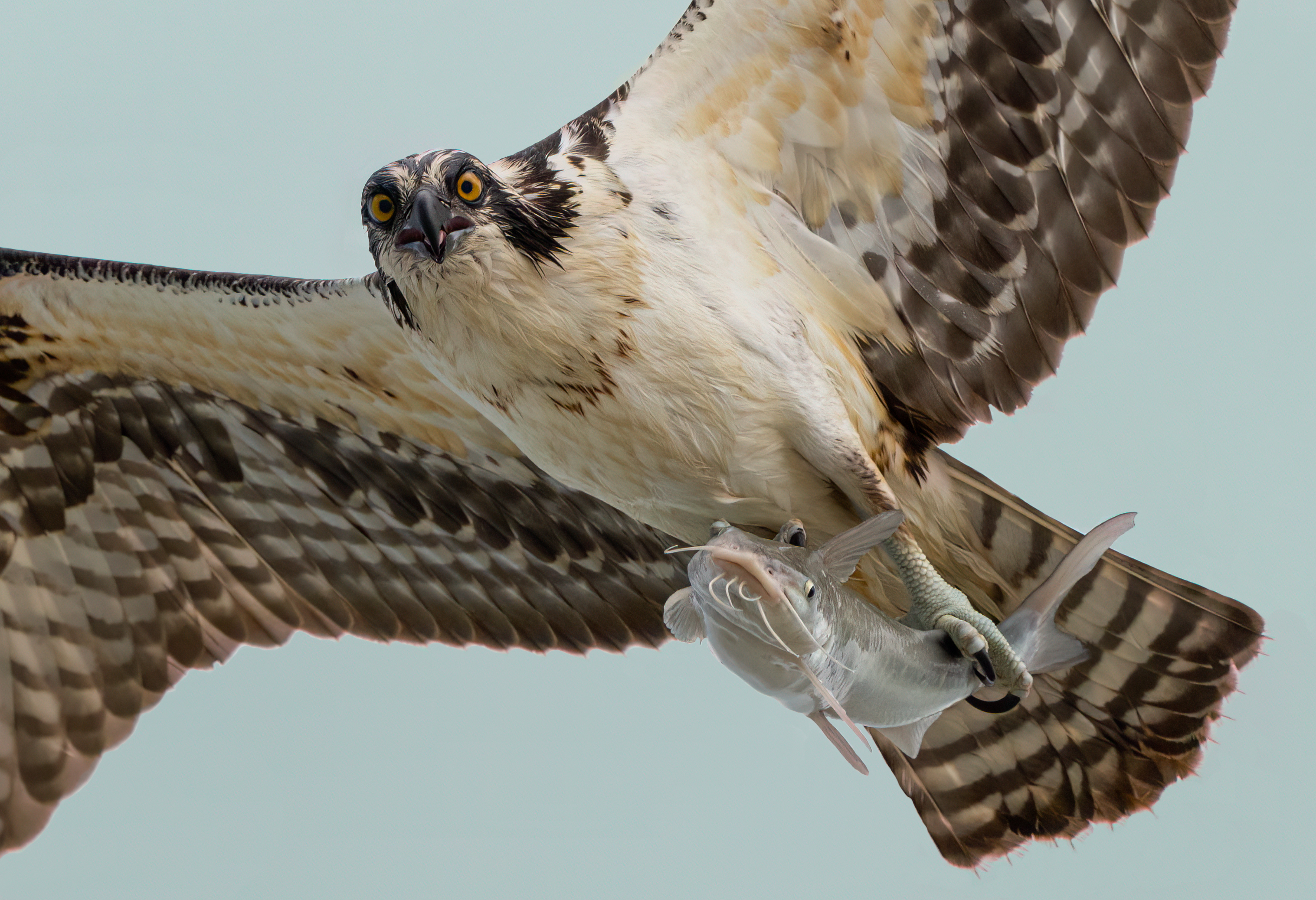 BirdSpotter Winter 2021 Photo Contest Finalists